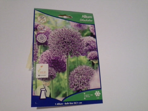 Allium Gladiator