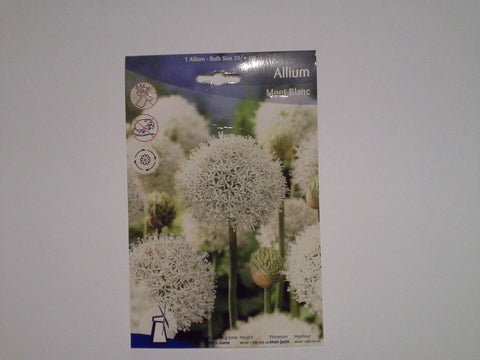 Allium Mont Blanc