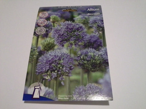 Allium Azureum